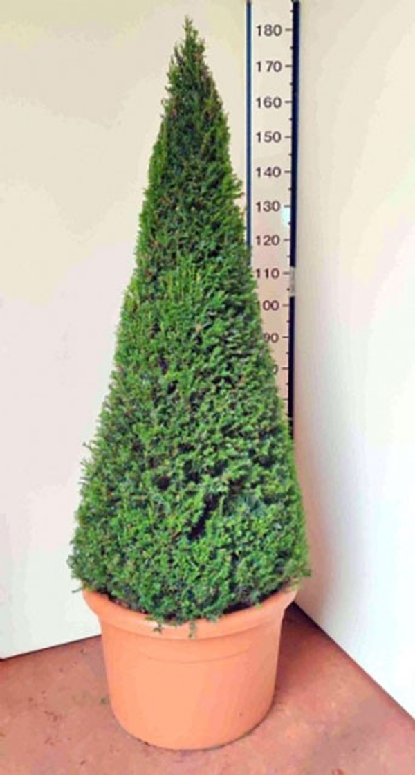 Taxus Pyramide kaufen | Eibe | Baumschuleonline.de