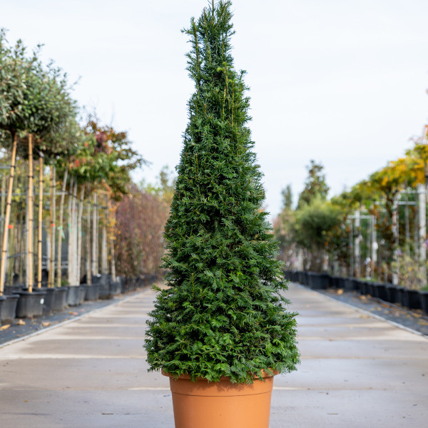 Taxus Pyramide kaufen | Eibe | Baumschuleonline.de