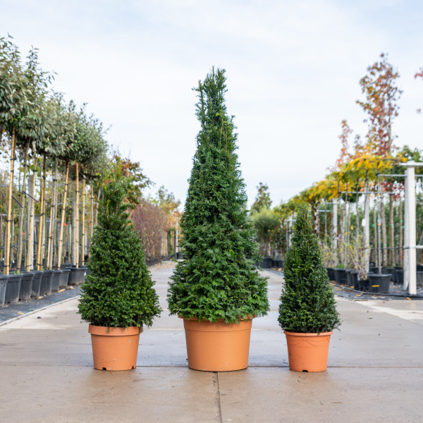 Taxus Pyramide kaufen | Eibe | Baumschuleonline.de
