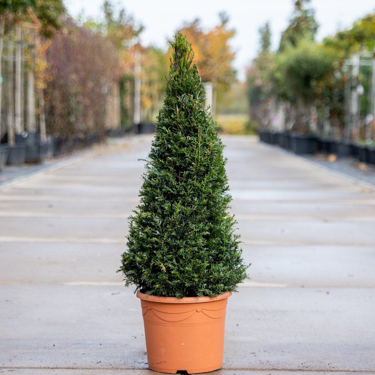 Taxus baccata Piramide