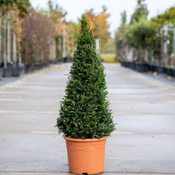 Taxus baccata Piramide Taxus baccata Piramide