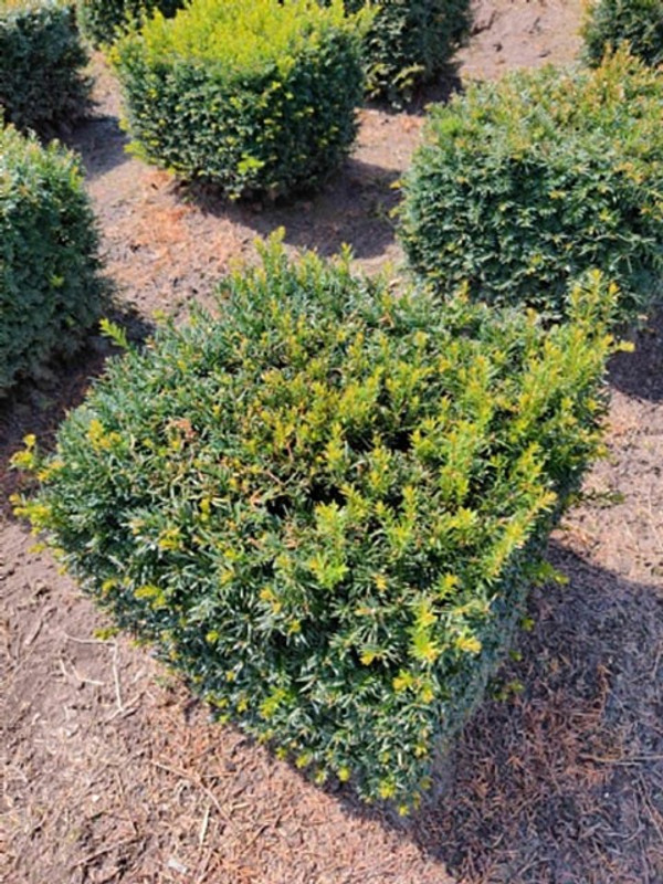 thuja c12 Thuja Brabant 180-200 cm Krukodlad C12 LQ - Kp Premiumhck