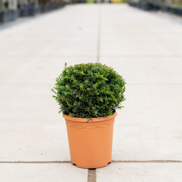 Kugeleibe | Taxus Baccata | Baumschuleonline