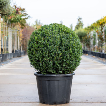 Taxus baccata Bol
 Taxus baccata Bol