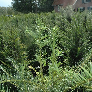 Detail Taxus Hillii Detail Taxus Hillii