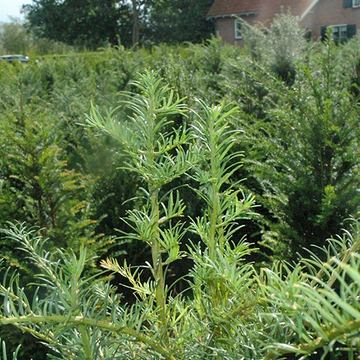 Taxus Hilli Taxus Hilli