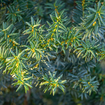 Taxus Hillii Taxus Hillii