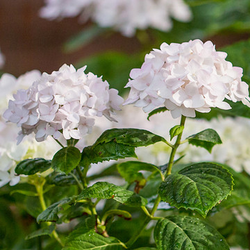 Hydrangea Endless Summer The Bride Hydrangea Endless Summer The Bride