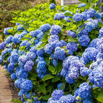 Hydrangea Endless Summer The Original Blauw Hydrangea Endless Summer The Original Blauw