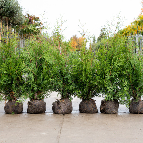 Thuja Brabant | Lebensbaum | Baumschuleonline
