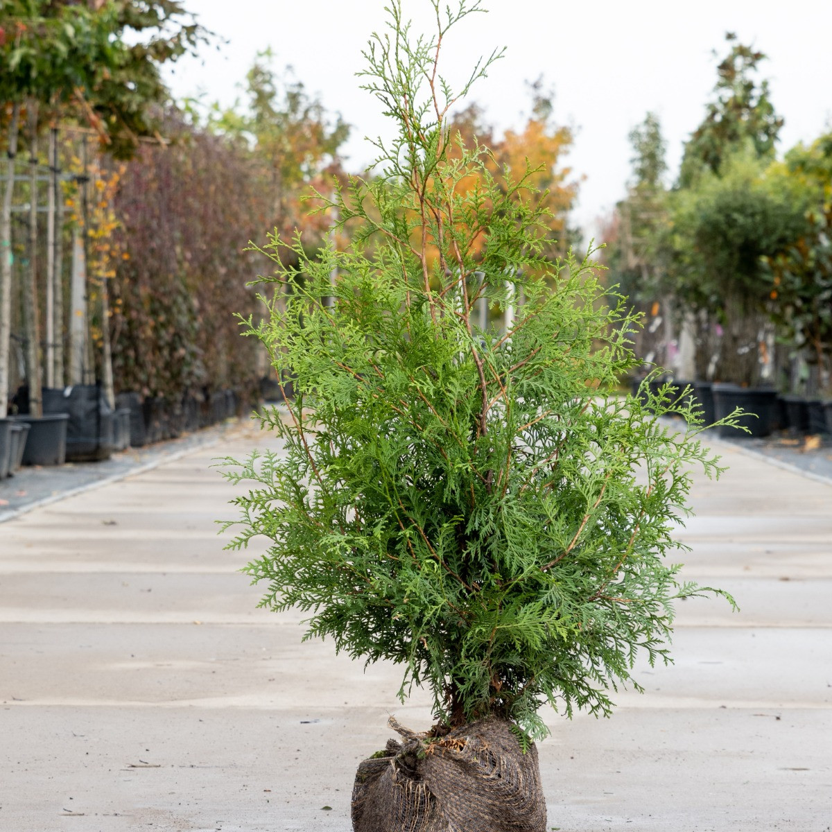 Thuja Brabant