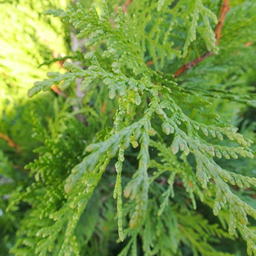 Thuja Martin Thuja Martin