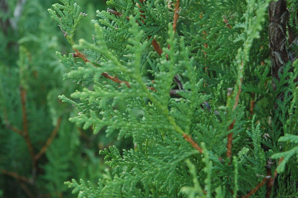 Thuja Brabant | Lebensbaum | Baumschuleonline