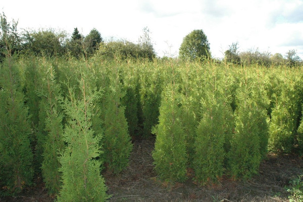 taxus baccata preis Eibe Taxus baccata 50-70 cm – Pflanzen247 main image 1
