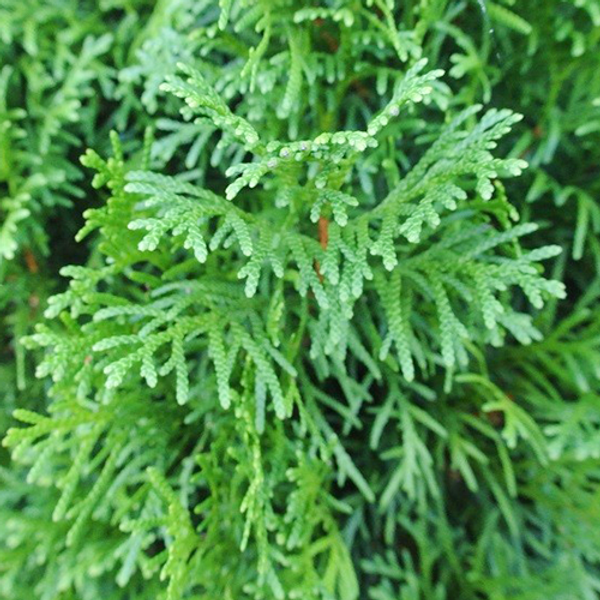 Thuja Smaragd | Lebensbaum | Baumschuleonline