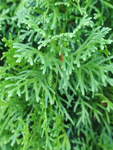 Thuja Smaragd