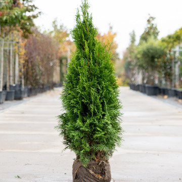 Thuja Smaragd Thuja Smaragd