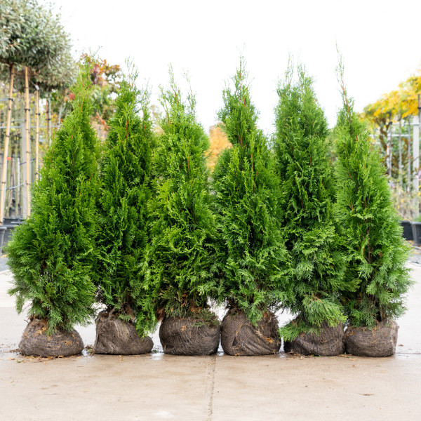 Thuja Smaragd kopen | Koningsconifeer | Uit onze eigen kwekerij!