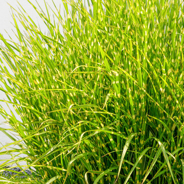 Tijgergras Tijgergras