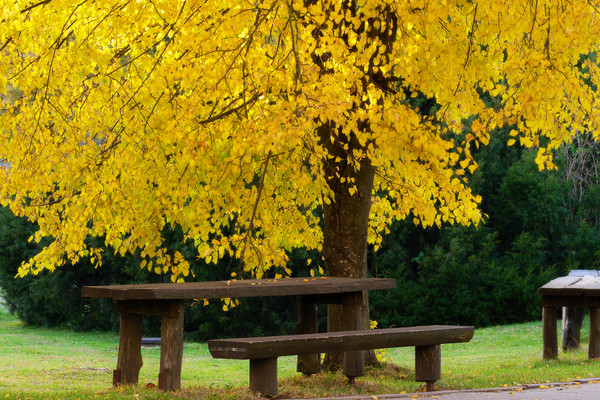 Tilia Cordata - Winterlinde