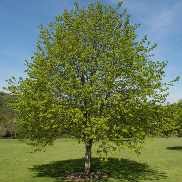 Tilia Cordata 250-300cm - Winterlinde Tilia Cordata 250-300cm - Winterlinde