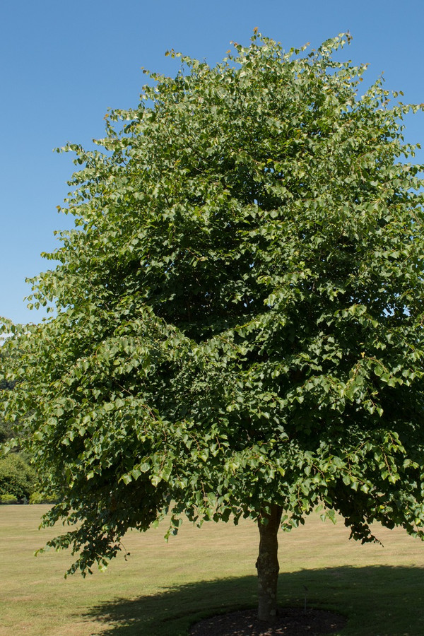 Tilia Cordata - Winterlinde