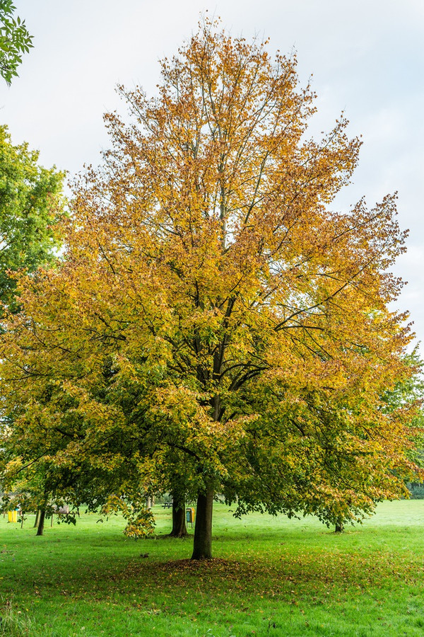 Tilia Cordata - Winterlinde - herfstkleuren