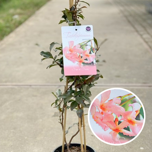 Roze bloem Toscaanse Jasmijn