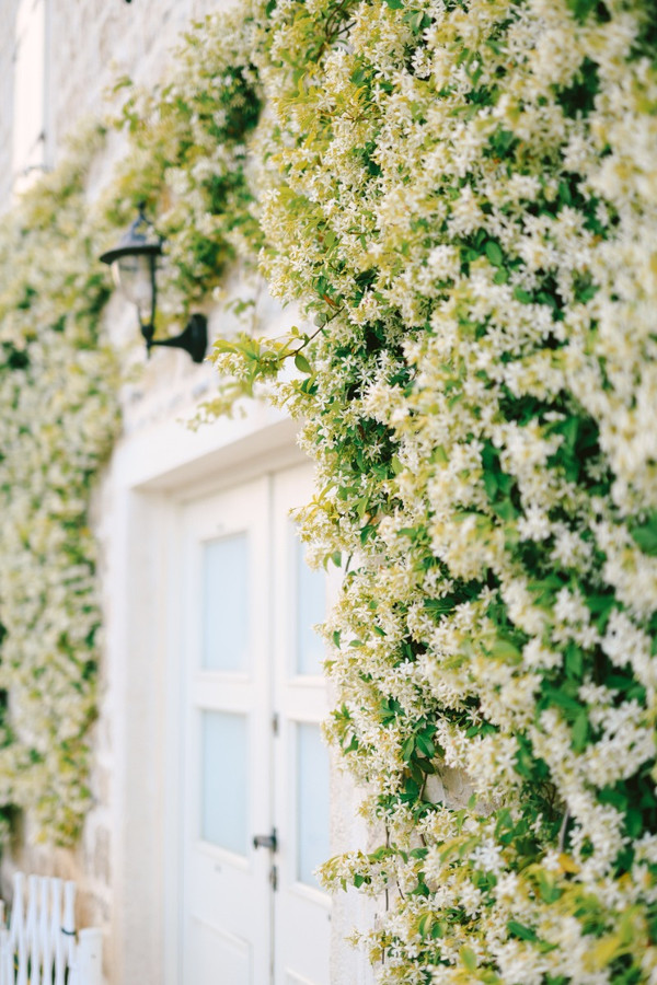 Toscaanse jasmijn (Trachelospermum Jasminoides)