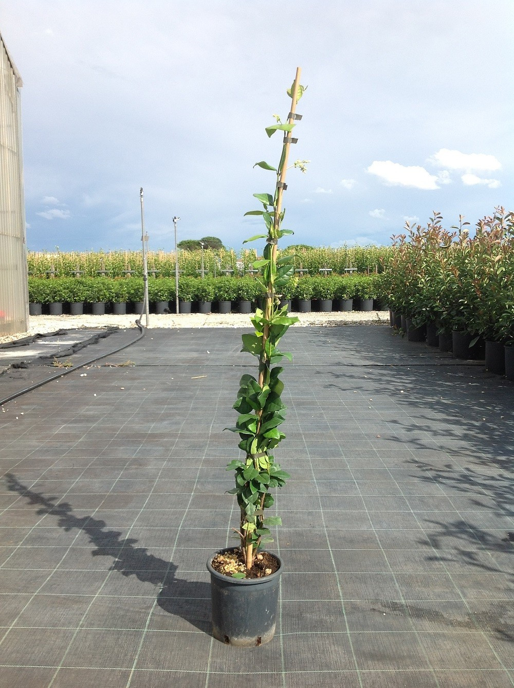 Trachelospermum jasminoides