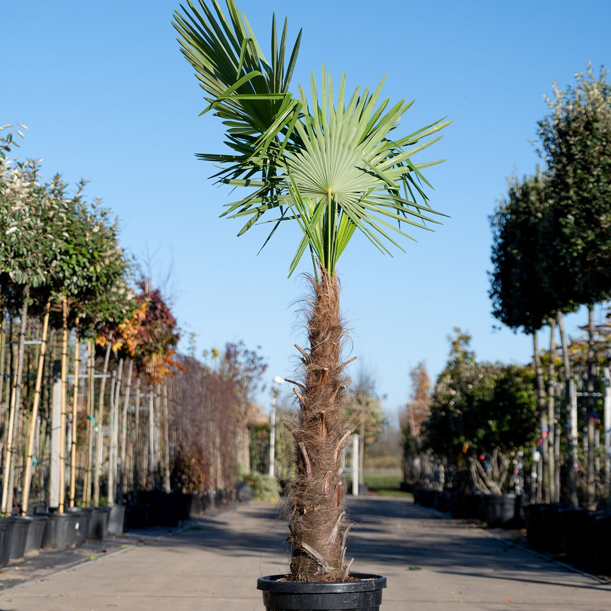Trachycarpus 100
