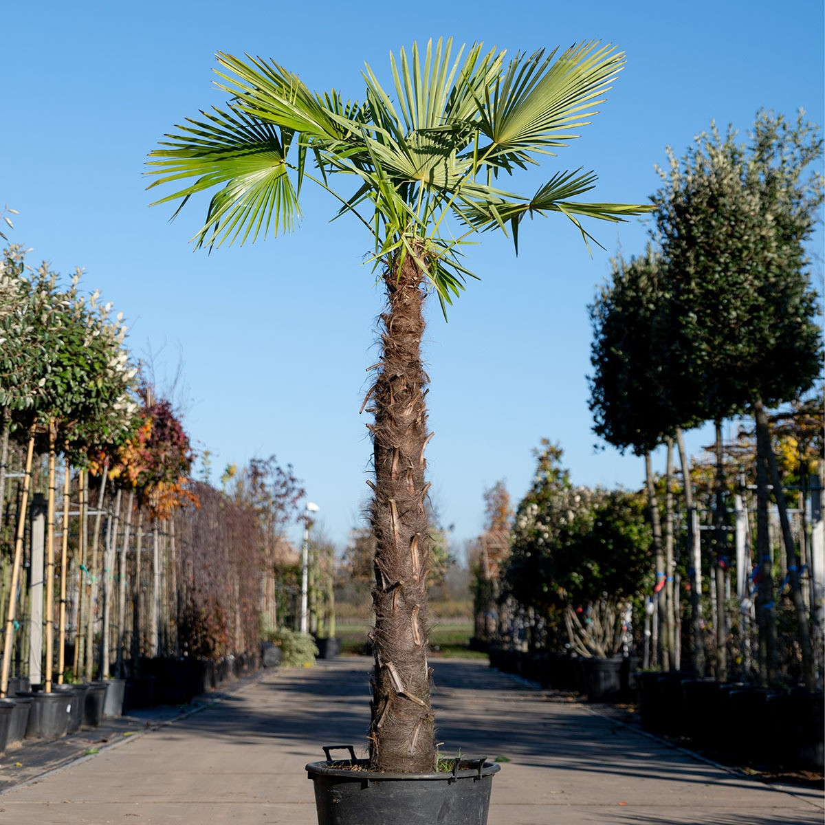 Chinese Waaierpalm 120