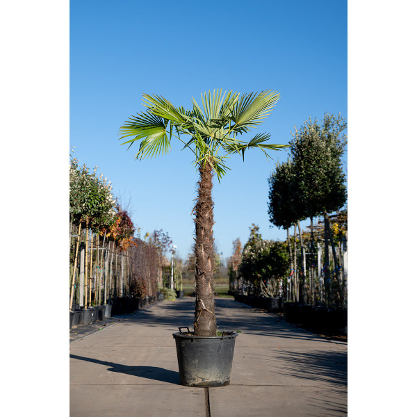 Chinesische Hanfpalme|Trachycarpus Fortunei|Baumschuleonline.de