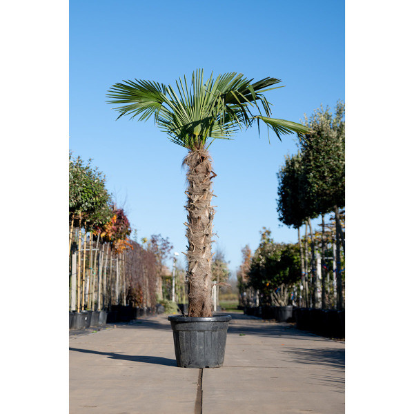 obi kirschlorbeer dünger Kaufen Sie jetzt Kletterstrauch Lorbeerkirsche Prunus 'Novita' grün kaufen main image 0