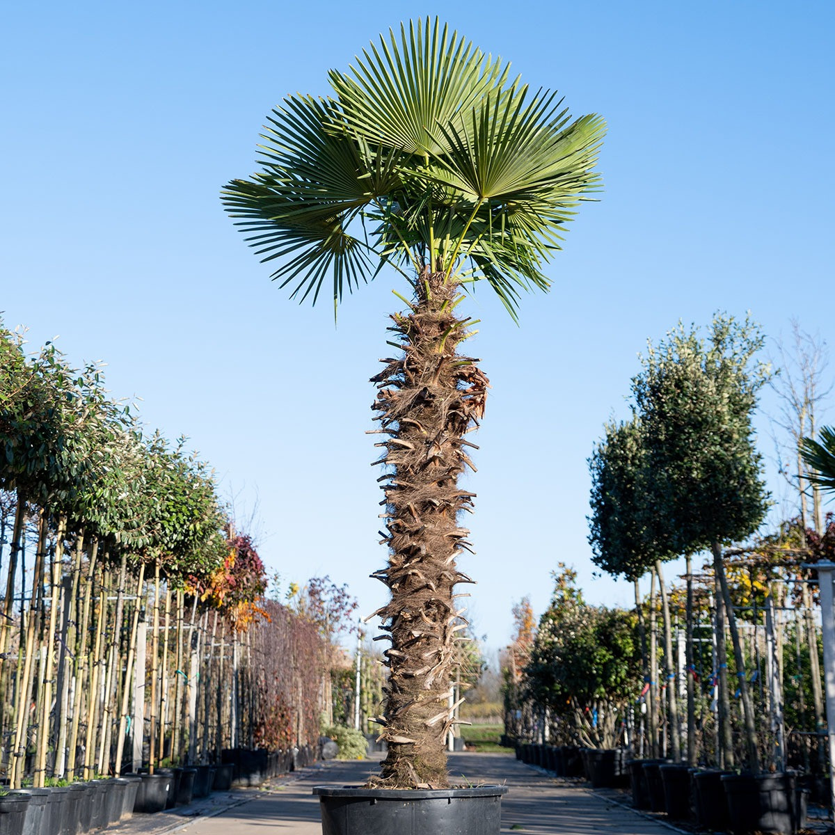 Chinese Waaierpalm 180