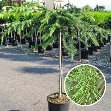 Treur Himalaya Ceder Treur Himalaya Ceder