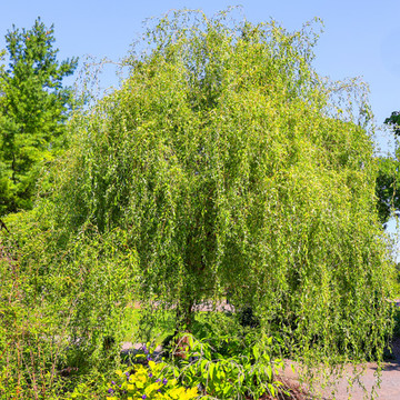 Trauerweide kaufen Trauerweide kaufen