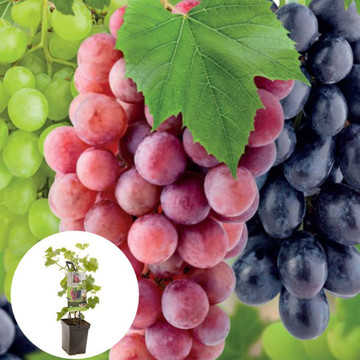 Trio druif 50-60 cm Trio druif 50-60 cm