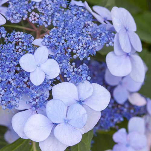 Hydrangea Endless Summer Twist-n-Shout Blauw