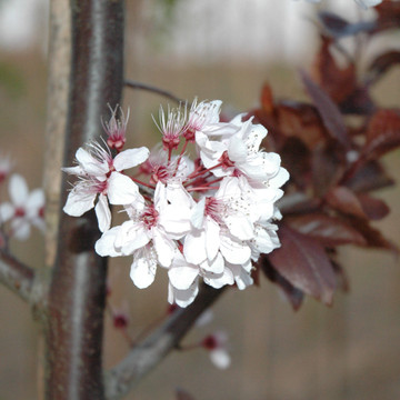 Prunus cerasifera 'Nigra Prunus cerasifera 'Nigra