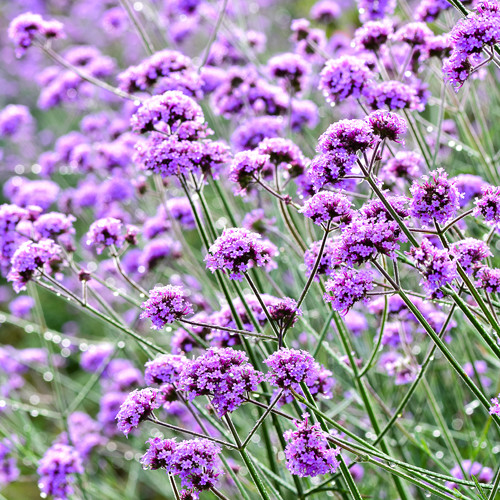 Verbena bonariensis