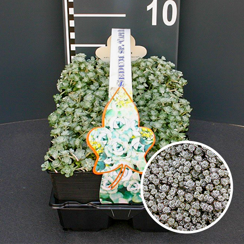 Sedum spathulifolium 'Cape Blanco' - Vetkruid