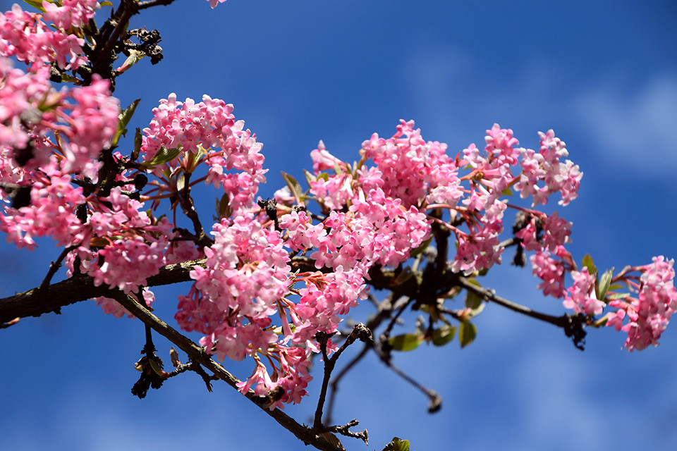 Viburnum bodnantense 'Charles Lamont' - Sneeuwbal