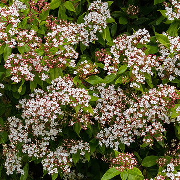 Viburnum tinus Gwenllian Viburnum tinus Gwenllian
