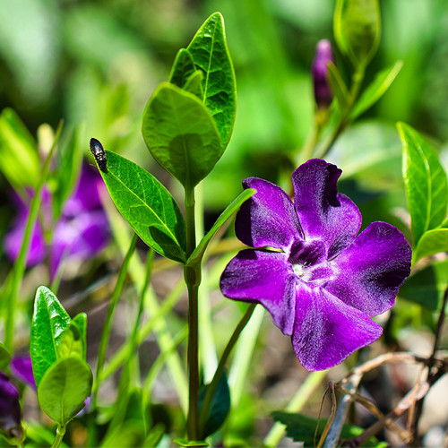 Vinca minor Atropurpurea 6-pack