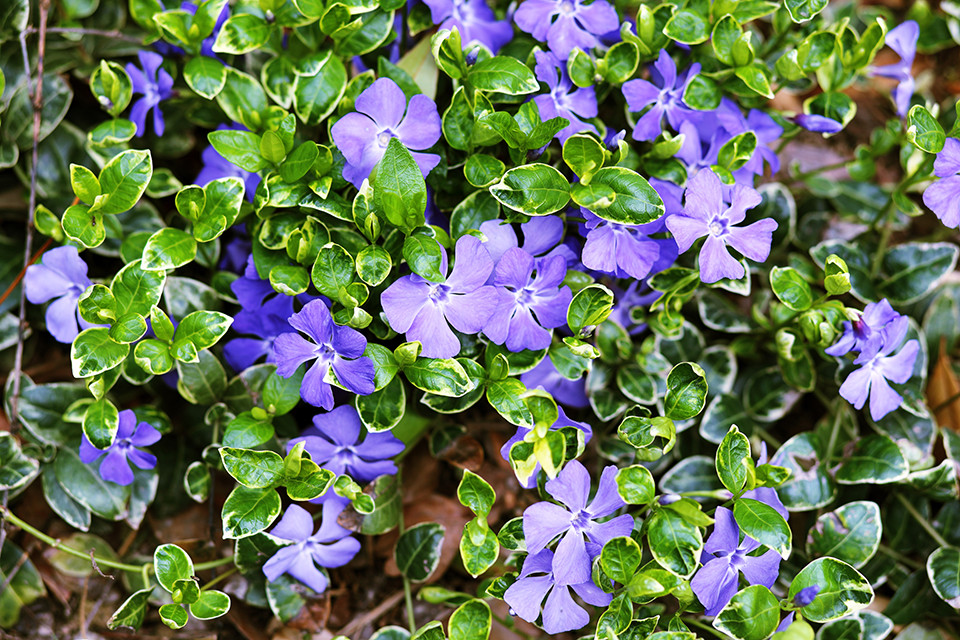 Vinca Minor Ralph Shugert 