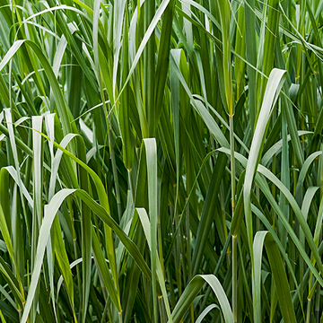 Panicum virgatum Dallas Blues Panicum virgatum Dallas Blues