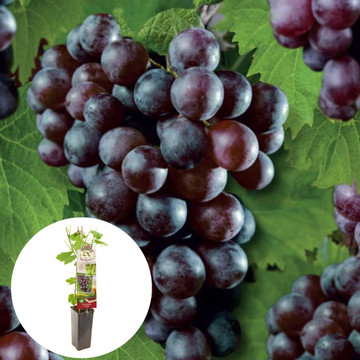 Pitloze blauwe druif Heike Pitloze blauwe druif Heike