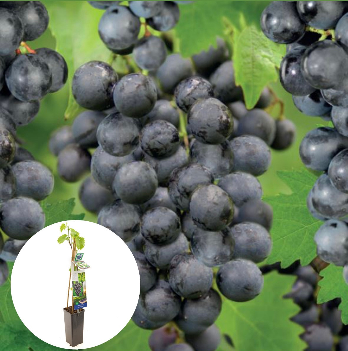 Grote blauw druif Muscat Blue