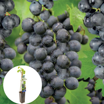 Grote blauw druif Muscat Blue Grote blauw druif Muscat Blue